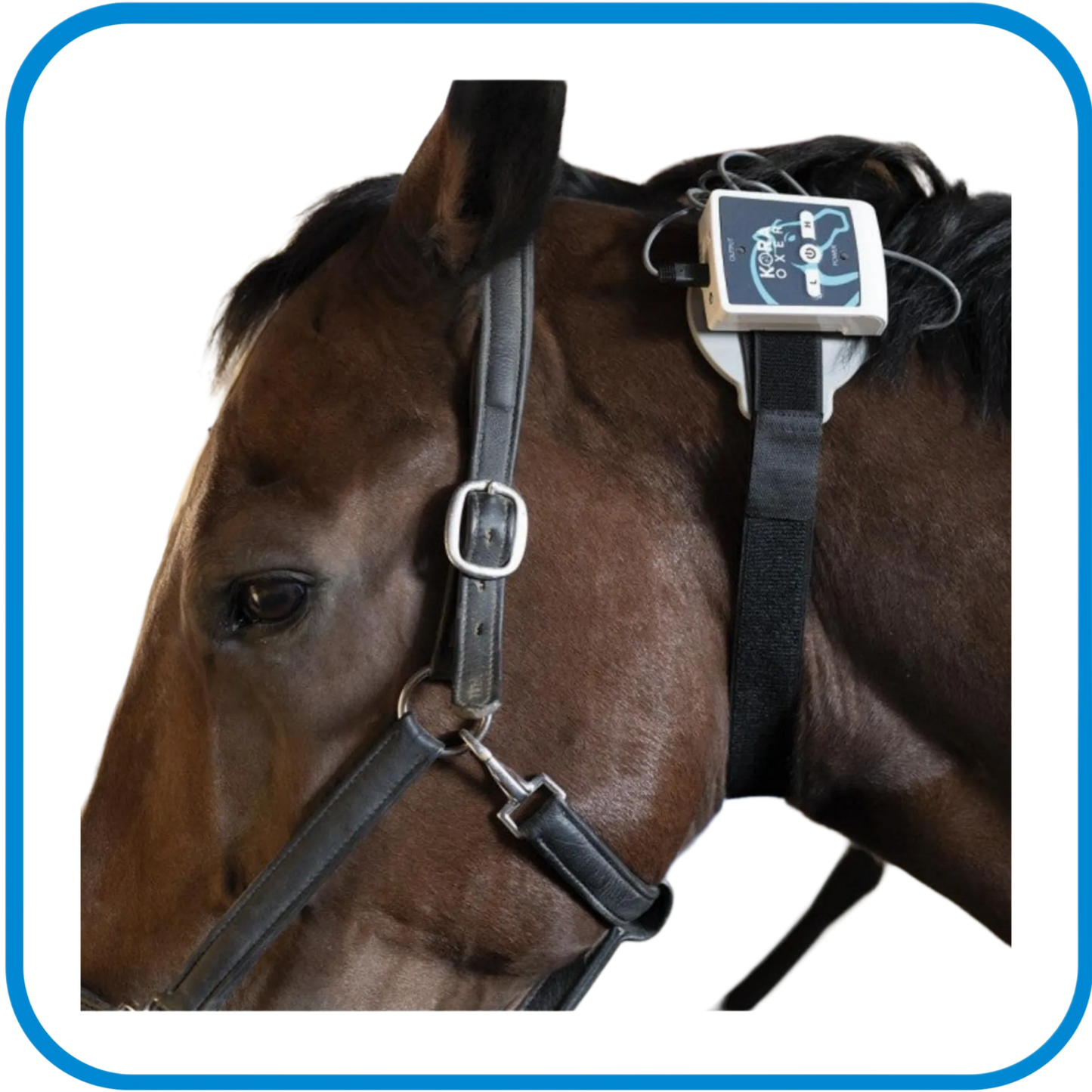 Pet Therapy - Kora Oxer - Magnetoterapia Cemp Per Le Gambe Dei Cavalli - L&G Sport e Benessere