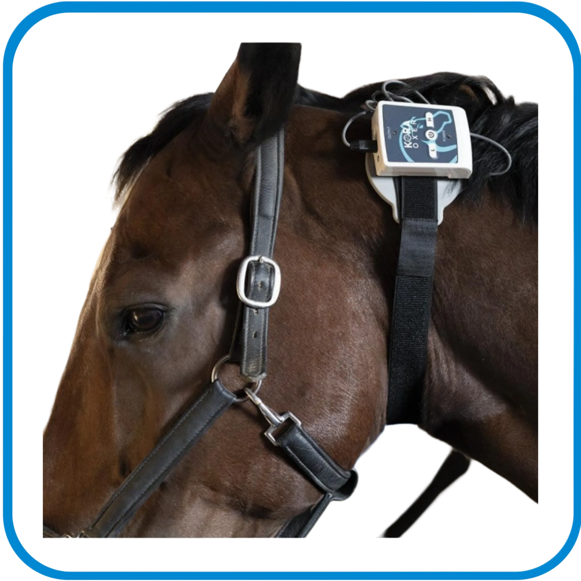 Pet Therapy - Kora Oxer - Magnetoterapia Cemp Per Le Gambe Dei Cavalli - L&G Sport e Benessere 