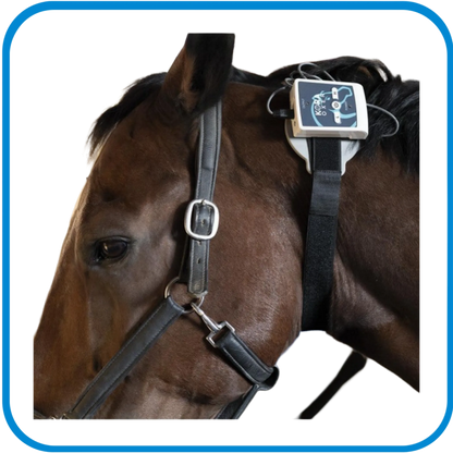 Pet Therapy - Kora Oxer - Magnetoterapia Cemp Per Le Gambe Dei Cavalli - L&G Sport e Benessere 